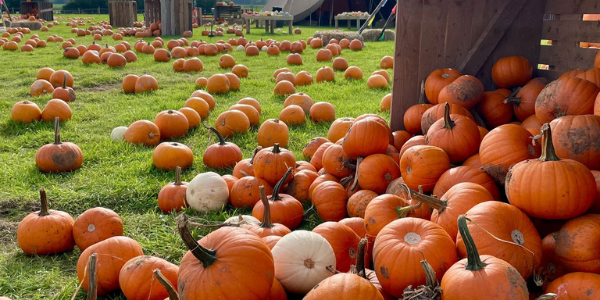 Pumpkin Festival 2024