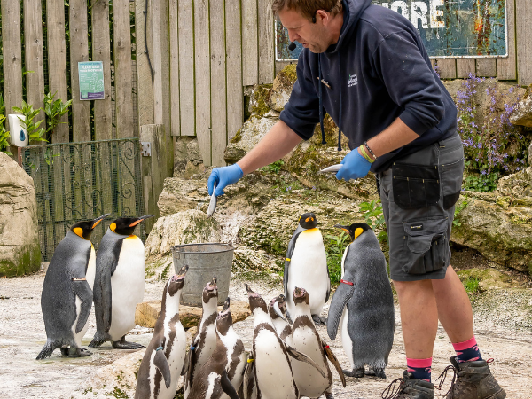 Feed The Penguins