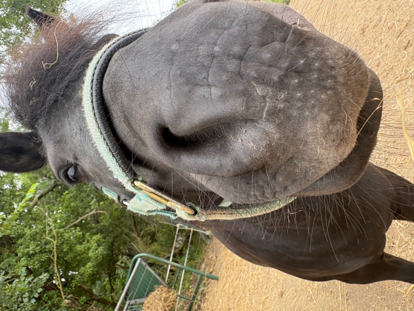 Ponies Summer Session