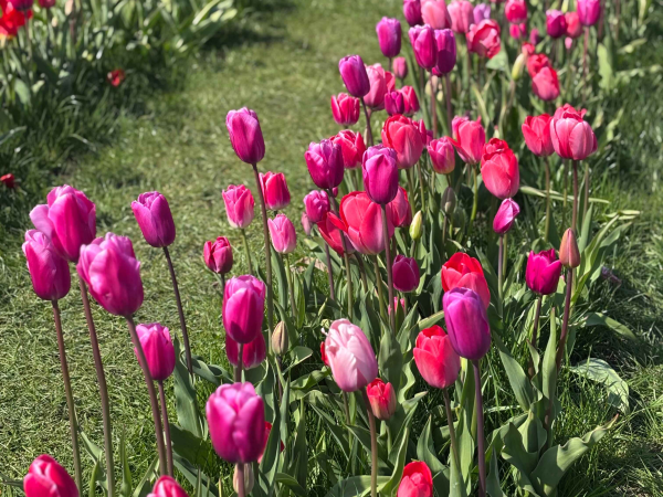 Scottish Tulip Festival 2027