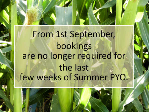 September PYO - (check crop availability before booking)