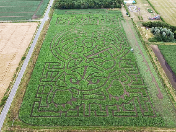 Summer Maize Maze & Funyard