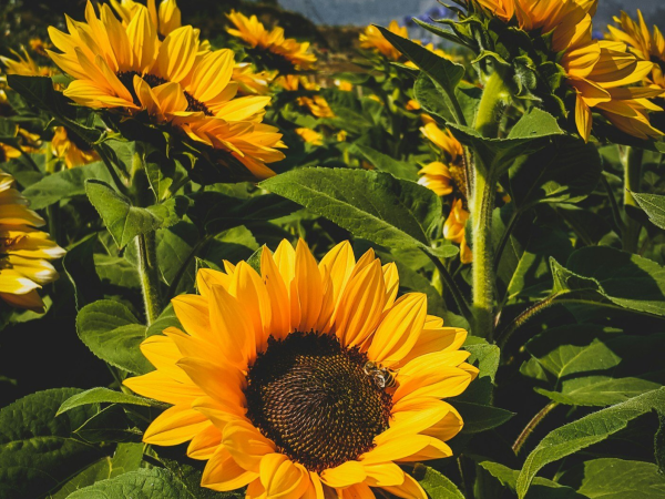 Sunflower Picking