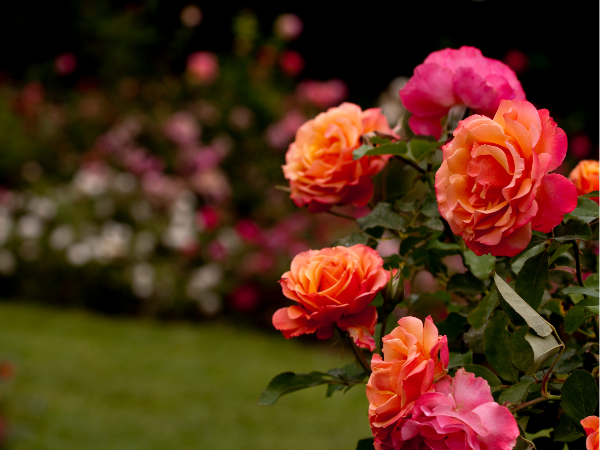All About Roses at Auchterarder Library