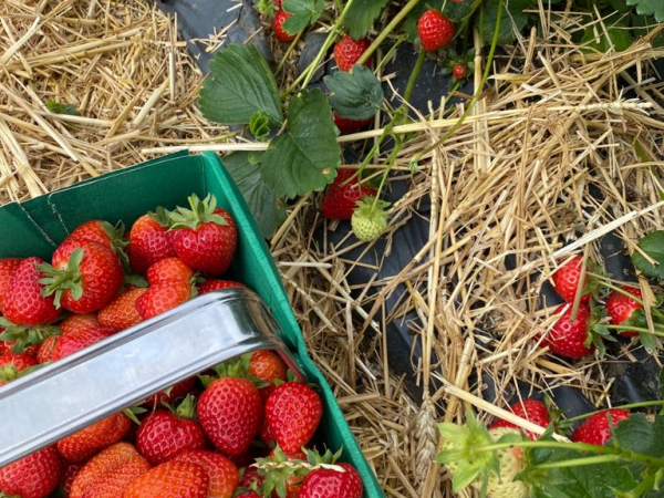 .Summer Pick Your Own - check crop availability before booking)