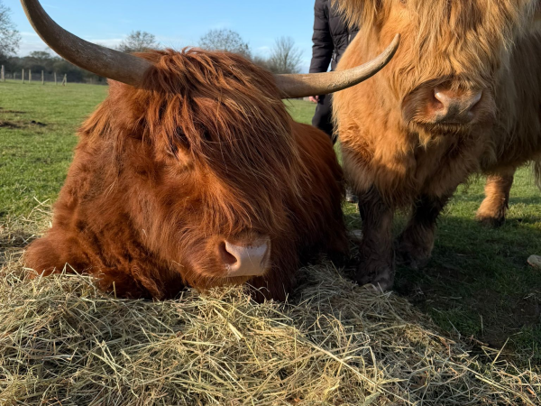 Highland Cow Cuddling Experience