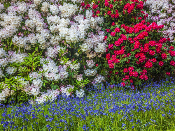 DAY TICKETS TO BOWOOD WOODLAND GARDEN