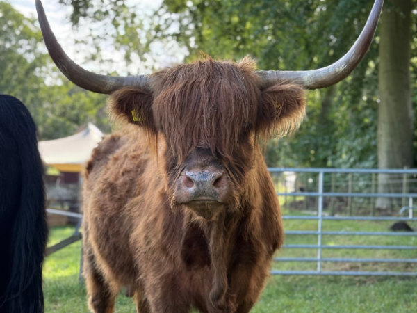 Horns, Hooves & Hugs