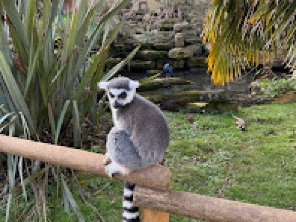 Trip to Burford Garden Company and Cotswold Wildlife Park