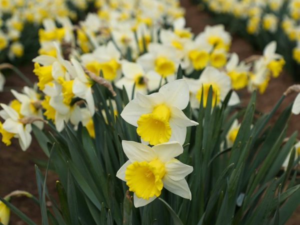 Taylors Bulbs Talk