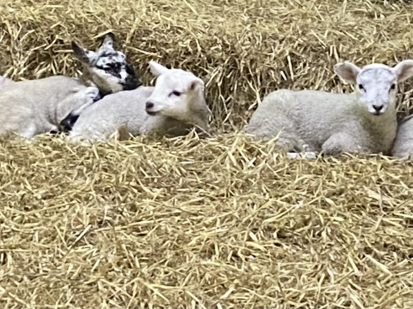 Easter at the Farm 2026