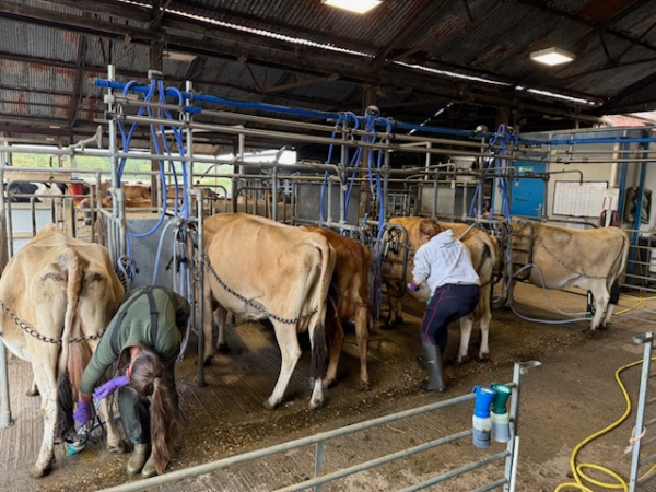 Milking Experience