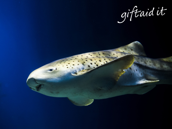 Pay once, visit all year!