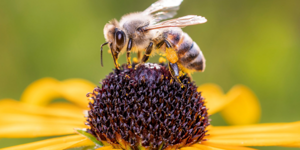 Wildlife Planting and Pollinators