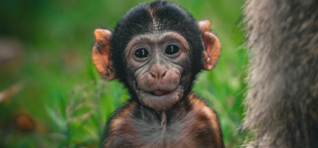 Baby Monkey Adoptions