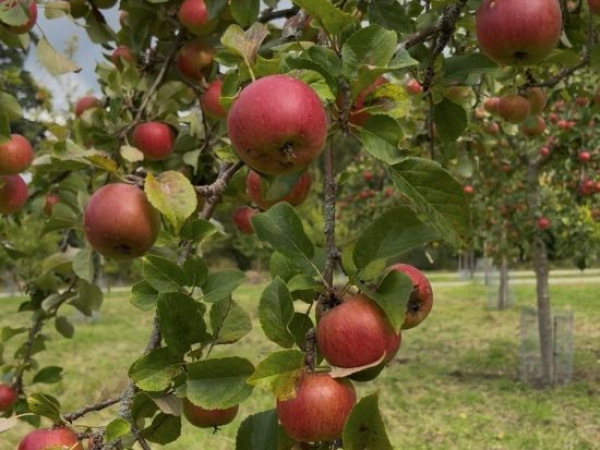 Apples, Orchards & Haystacks