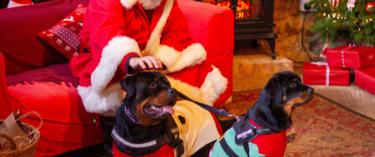 Santa Paws