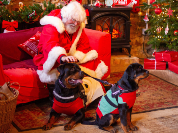 Santa Paws