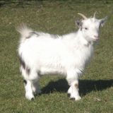 Gift a Goat Adoption