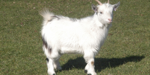 Gift a Goat Adoption