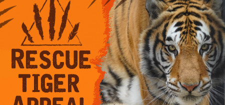 Rescue Tiger Appeal