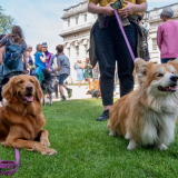 Greenwich Dog Show