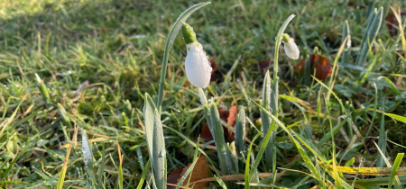 Snowdrops - 2025