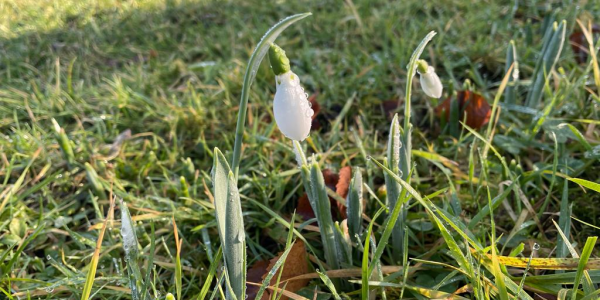 Snowdrops - 2025