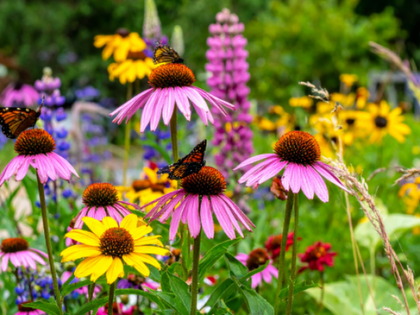 Companion Planting: Supporting Wildlife in Our Garden with Dr Ian Bedford