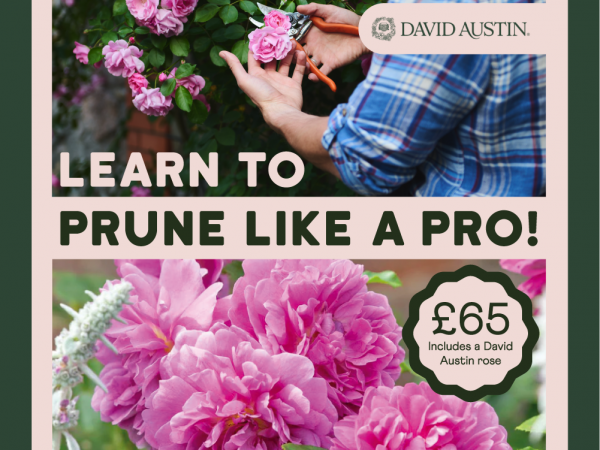 Rose Pruning Masterclass with David Austin Roses