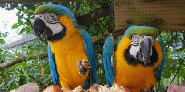 Buy Macaw Adoption Tickets online - Dartmoor Zoo
