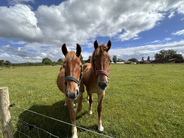 Suffolk Punch Summer Session