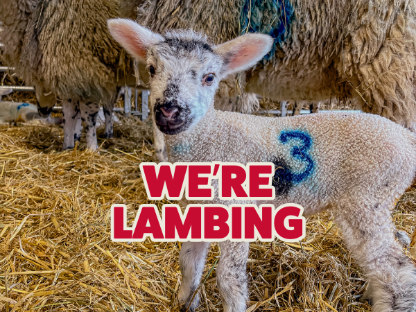 Admission to Rand Farm Park.