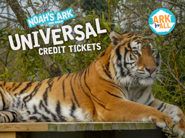 Photo of a tiger sleeping on a platform with the words Universal