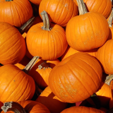 Halloween Maze with Pumpkin Picking 2024