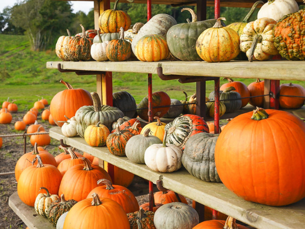Halloween at Priory Farm 2025