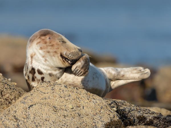 Comedy Wildlife Photography Exhibition 2025