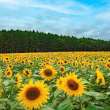 2023 Daytime Sunflowers