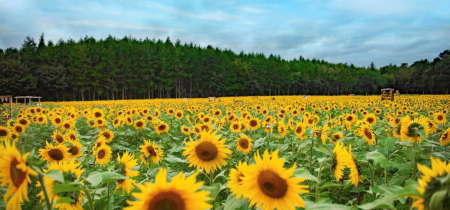 2023 Daytime Sunflowers