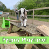 Pygmy Playtime