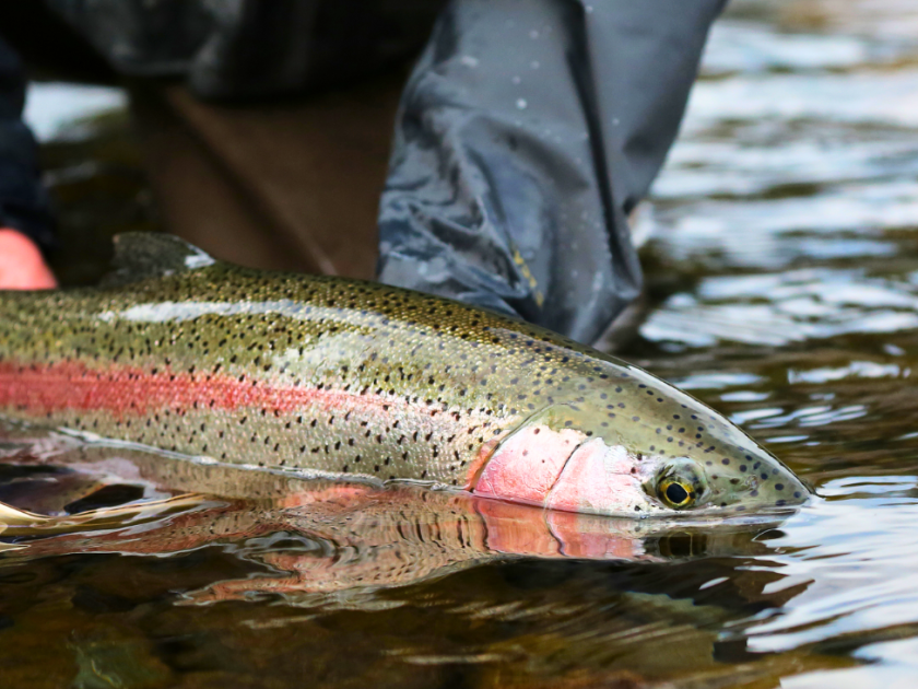 Buy Fishing Tickets online - Bewl Water
