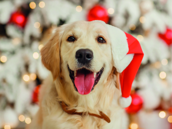 Santa Paws