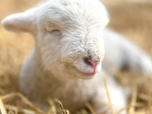 Meet The Farm Animals