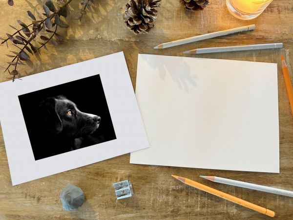 Black Dog Coloured Pencil Workshop at Barton Grange