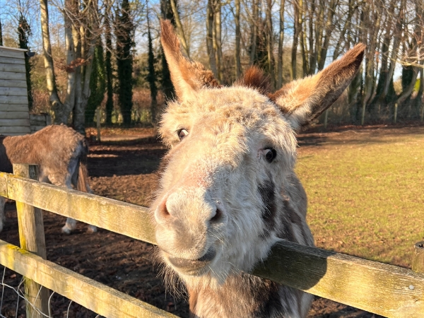Donkey Walking Experience