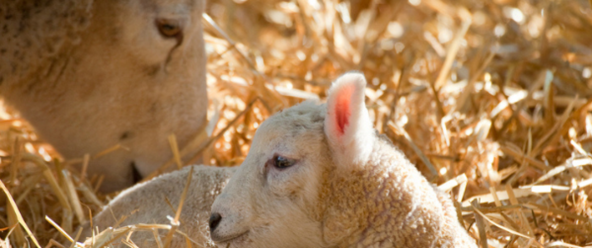 Toddler Barnyard Baby Bash