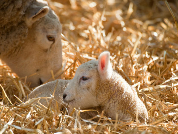 Toddler Barnyard Baby Bash