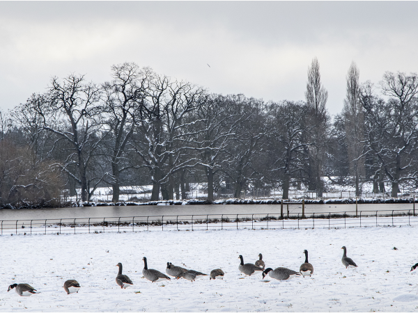 Artisan Christmas Market