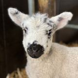 Farm Admission & Lambing Festival 2024