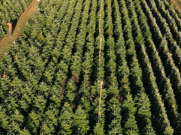 Choose and Cut Tickets for Trees up to 8' Tall